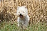 WESTIE 350